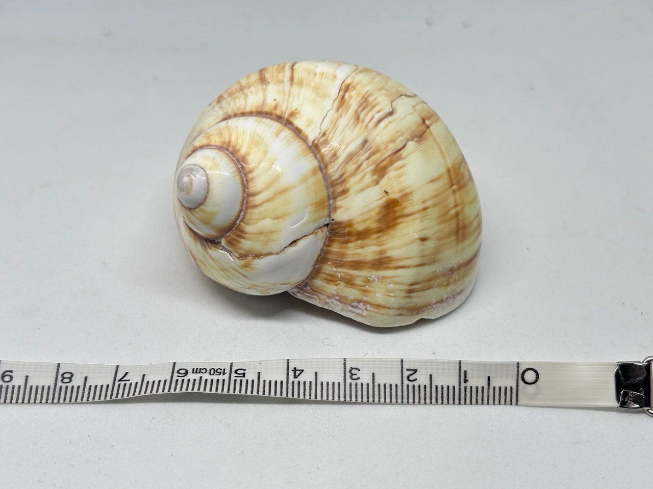 Fossili: Conchiglia Natica Vitellus 6.5 cm circa – Usato da Giubiasco venduto da LorisVale 5