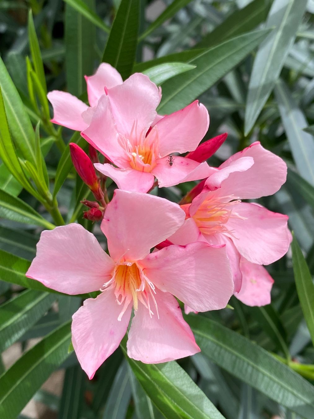Piante & sementi: Oleander hellrosa/lachs,  Höhe 125 cm – Nuovo (secondo la descrizione) da Alchenflüh venduto da smart- 2
