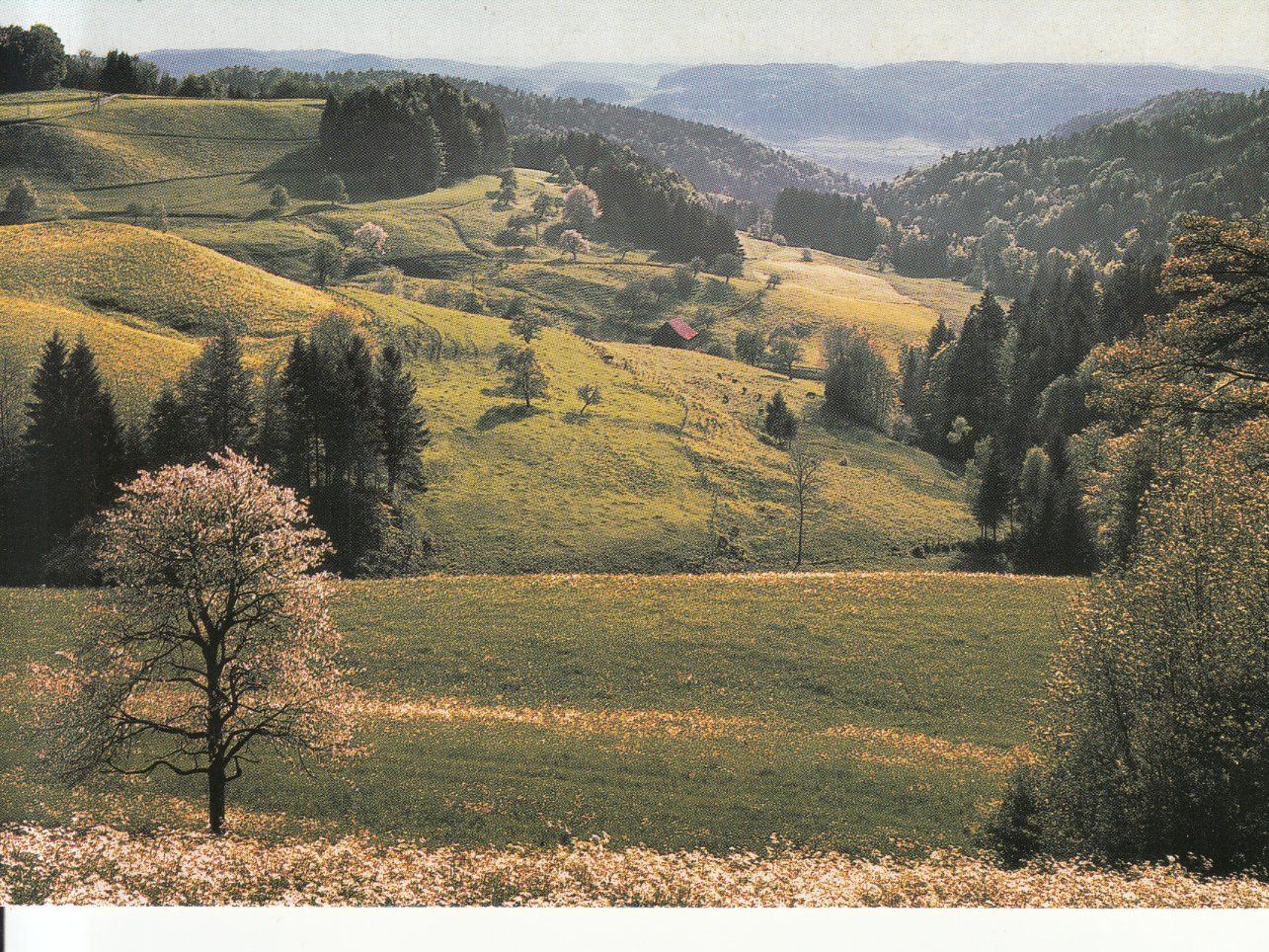 Cartoline postali: Sitzberg ca. 1970 – Usato da Bürglen TG venduto da StampGraf