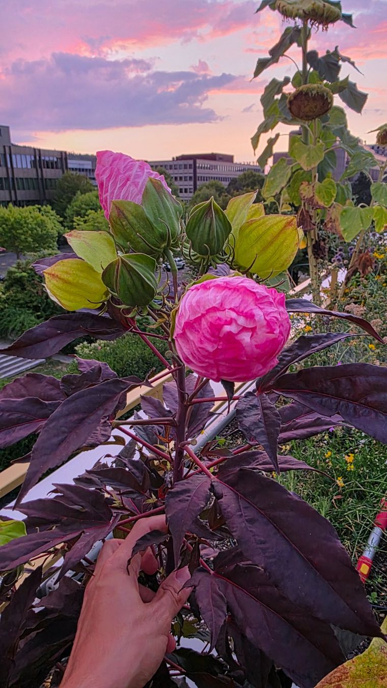 Piante & sementi: Hibiscus Sommerific "Starry Starry✨️Night" Samen🎀 – Nuovo (secondo la descrizione) da Zürich venduto da The_Plant_Wizard 4
