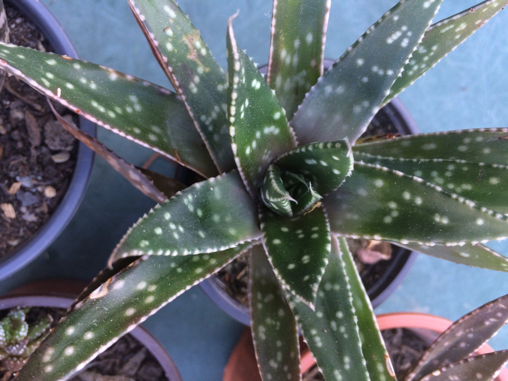 Piante & sementi: Haworthia – Nuovo (secondo la descrizione) da Vinelz venduto da Wellensittich55