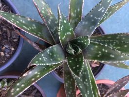 Haworthia