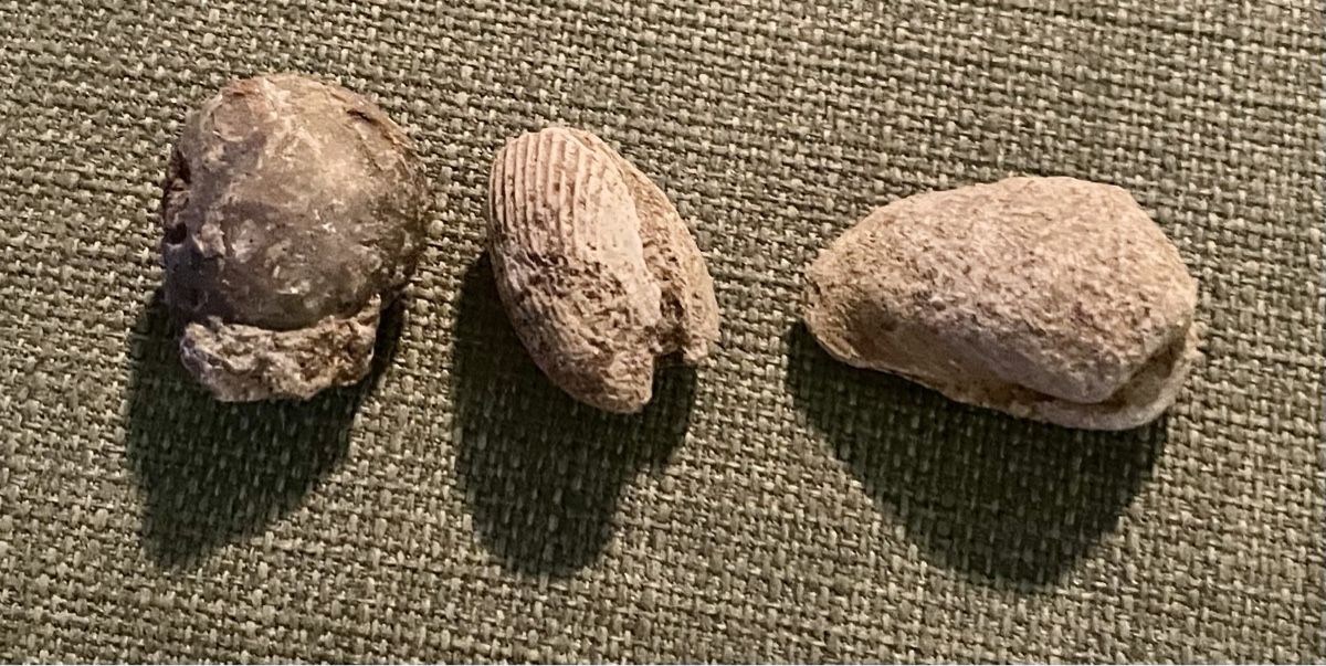 Fossiles: Fossilien – D'occasion à Sargans par Didis