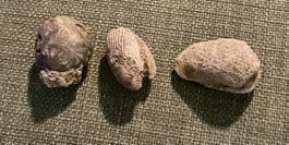 Fossilien