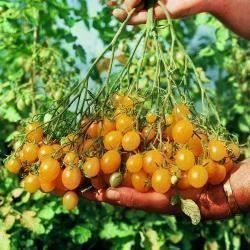 Pflanzen & Samen: Tomate cerise "mille fleurs" 20g – Neu (gemäss Beschreibung) aus Bremblens von FIBONACCI369 1