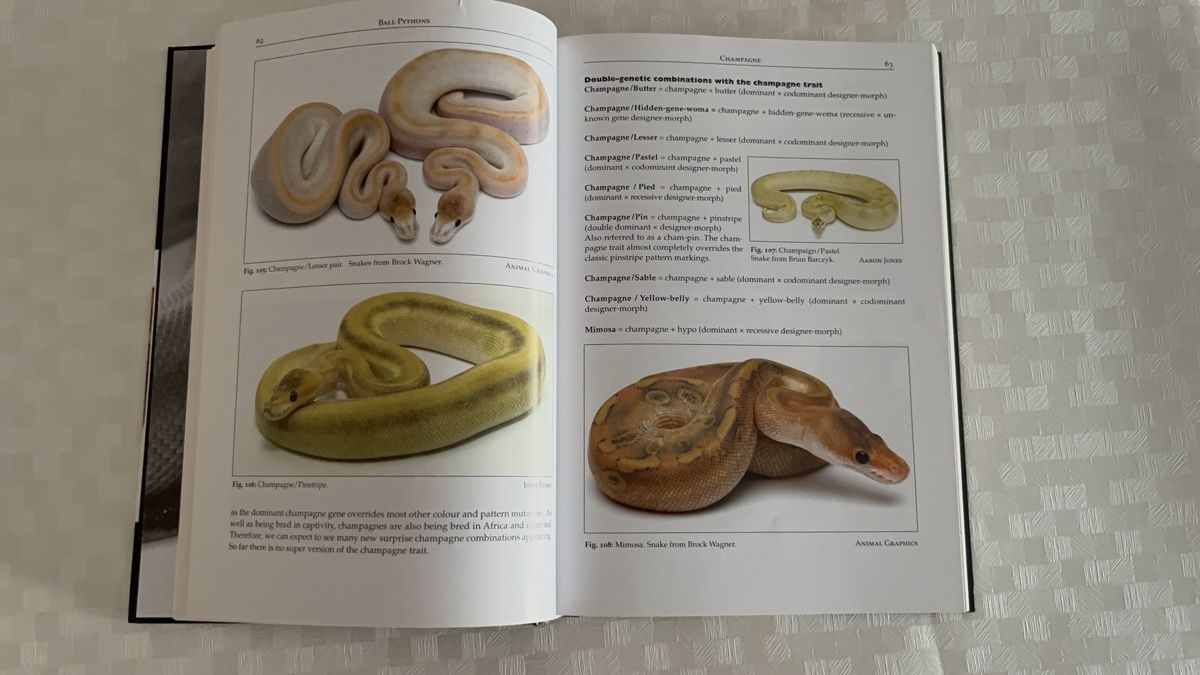Libri: Sachbuch Ball Python & Boa Constrictor – Nuovo (secondo la descrizione) da Dulliken venduto da VaSha 1