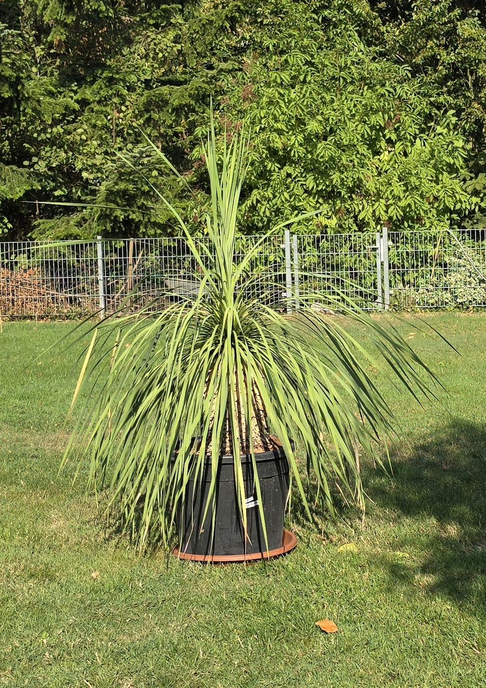 Plantes & graines: Prachtvolle Yucca rostrata – D'occasion à Aarburg par popkorn65 1
