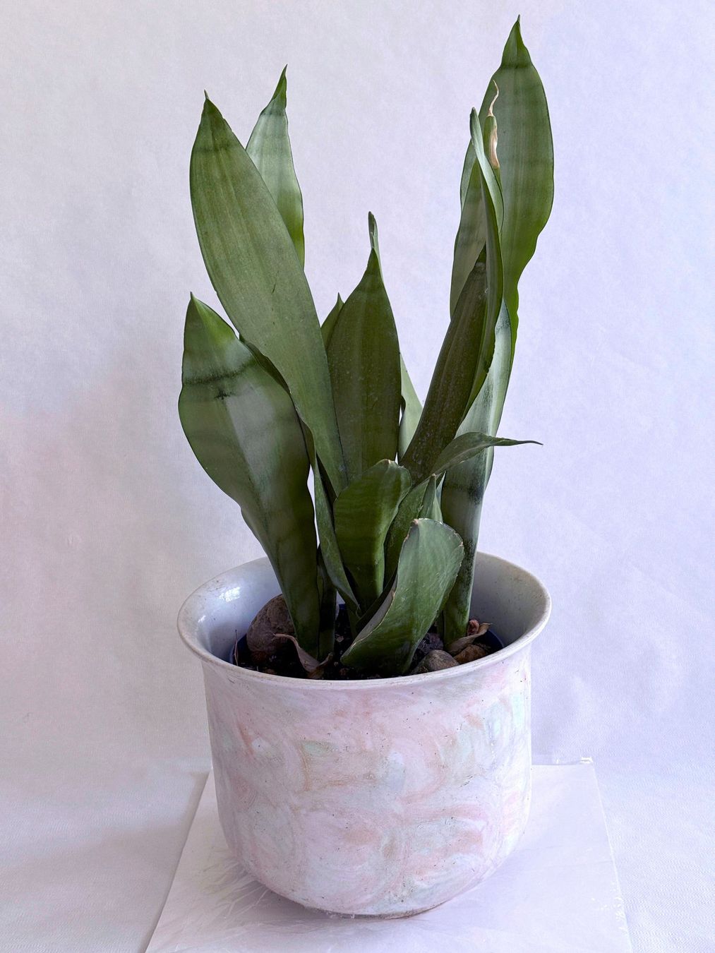 Plantes & graines: Sansevieria trifasciata 'Moonshine' – Neuf (Voir description) à Dübendorf par Orchid18