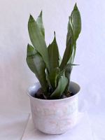 Sansevieria trifasciata 'Moonshine'