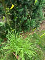 SALE 10 gelbe Taglilien Gartenpflanze winterhart