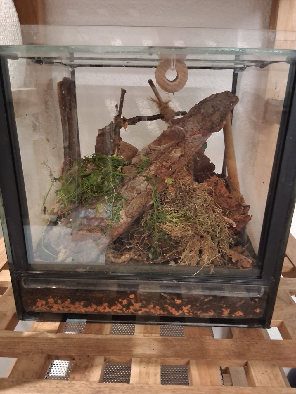 Terrario: Terrarium, 4 Stück, mit Asseln – Usato da Schüpfheim venduto da lestat04 2