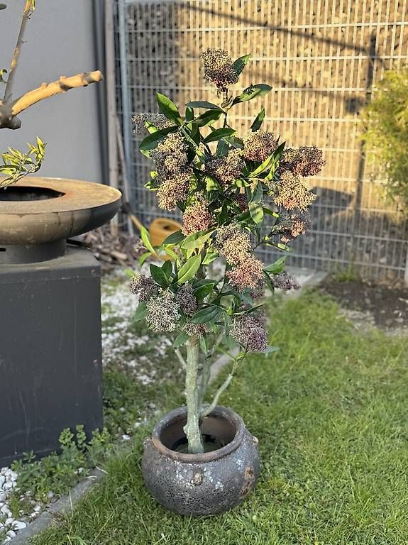 Tutte le decorazioni: Hochwertiger Kunstbaum | NP 359 CHF – Usato da Schmerikon venduto da dan_b5dn 2