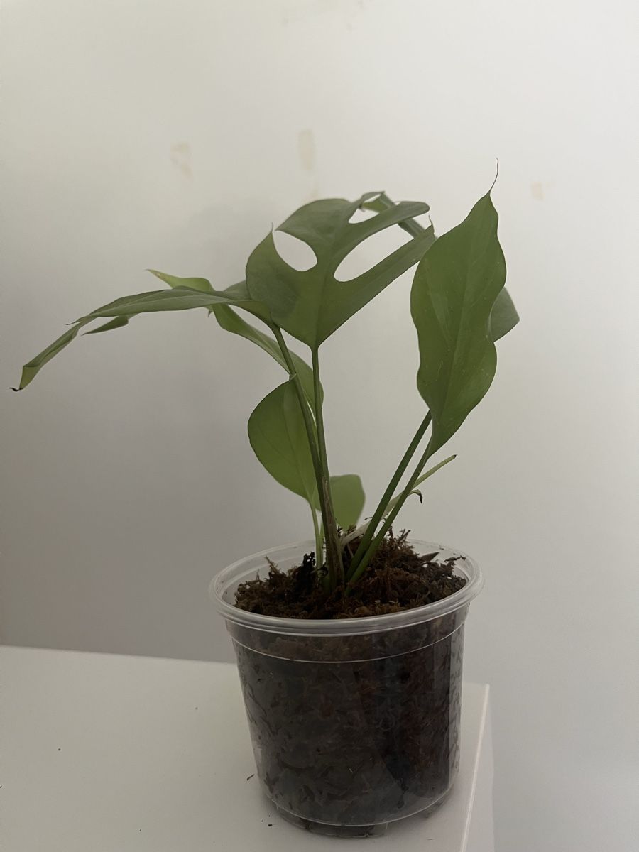 Piante & sementi: Mini Monstera ( R. tetrasperma)  – Usato da geroldswil venduto da Ahornblatt70
