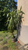Yucca-Palme (Yucca elephantiaca / Riesen-Palmlilie)