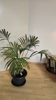 Kentia-Palme mit Topf und Untertopf