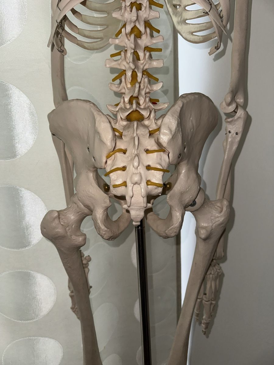 Kit di modellismo & Modellini statici: Anatomie-Skelett – Usato da Reinach BL venduto da Anrix 3