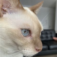 Profile image of poosiri