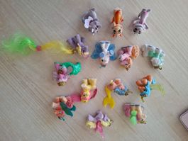Filly Pferde