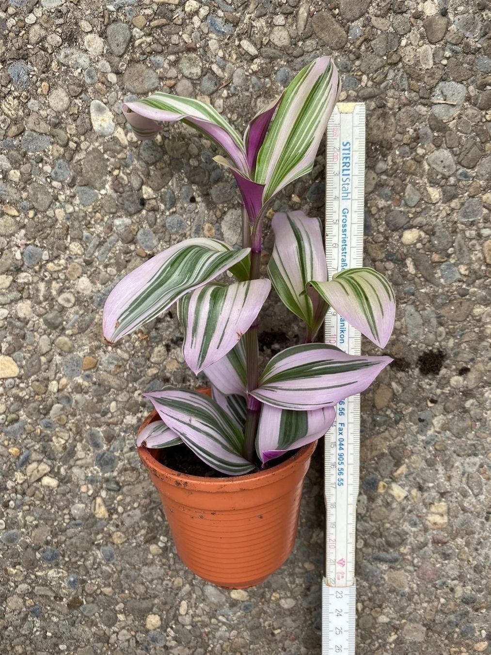 Piante & sementi: Callisia elegans - Schönpolster – Nuovo (secondo la descrizione) da Winterthur venduto da Aniger 6