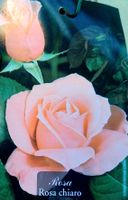Hellrosa baumrosenpflanze, 80 H. Erwachsene Pflanze im Topf