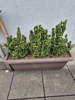 Pflanze - Wunderschöner Buchs im Topf
