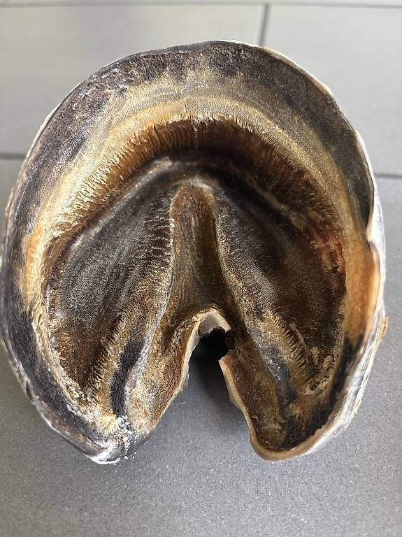 Il mondo degli animali: KNOCHENPRÄPARATION Präparat Pferdebein-Skelett echte Knochen – Usato da Stüsslingen venduto da ascabatjo 2