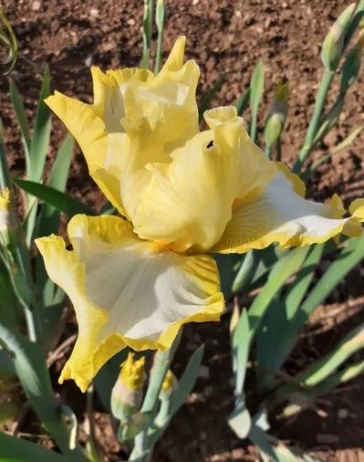 Plantes & graines: Iris 1 bulbe Easter time – D'occasion à Lajoux JU par Briard0 1