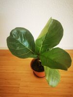 Geigenfeige Ficus lyrata Pflanze 41cm ab Boden