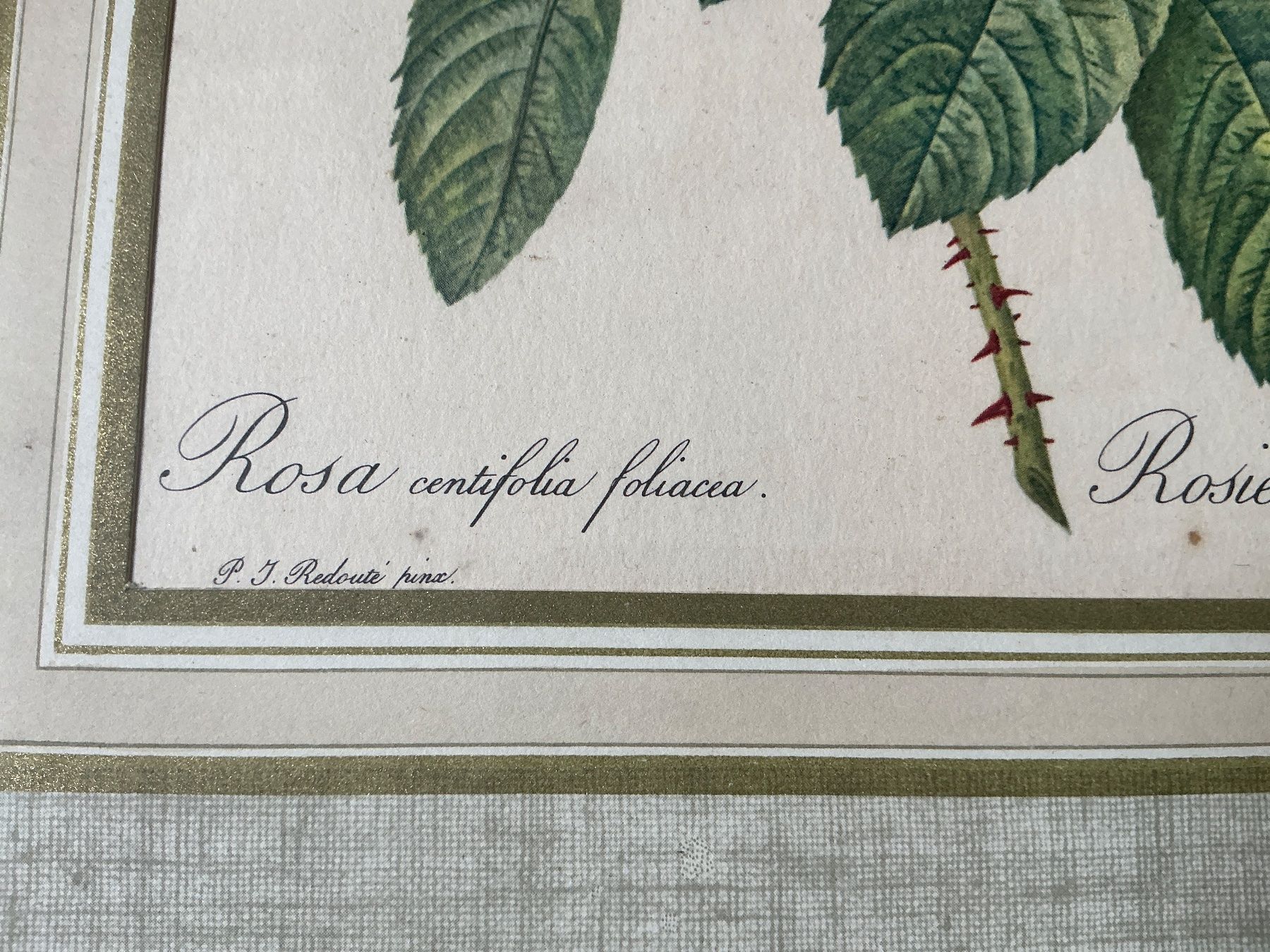 Foto & Immagini: Bild Rosen P.J. Redouté – Usato da Maur venduto da 20hcodracir11 1