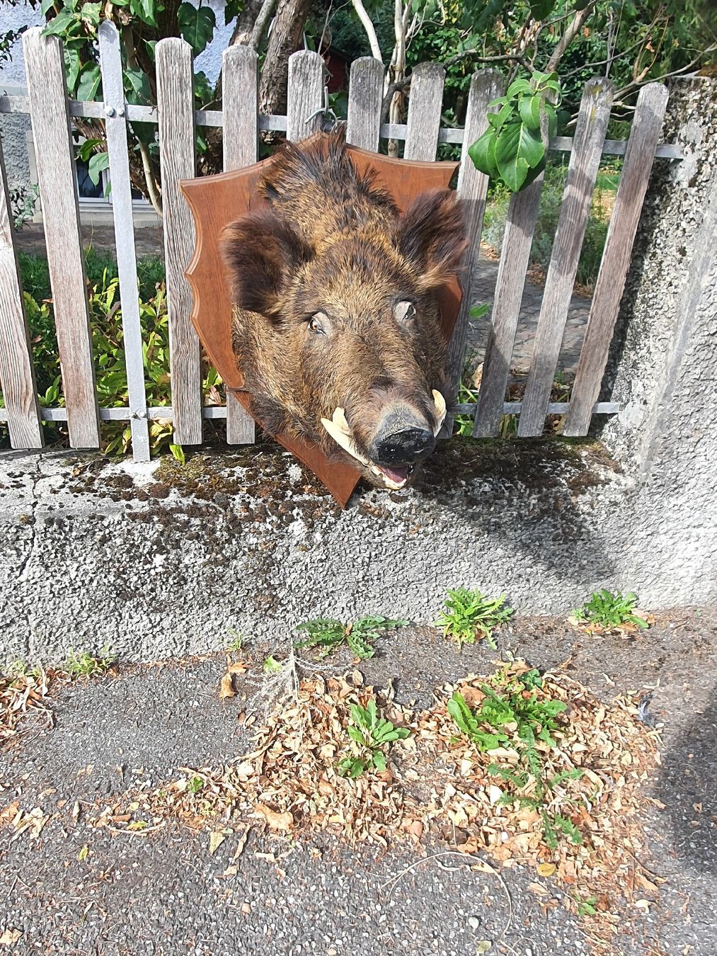 Il mondo degli animali: Wildschwein/ Keiler Kopfý – Usato da Wangen b. Olten venduto da Hecht62xyz 1
