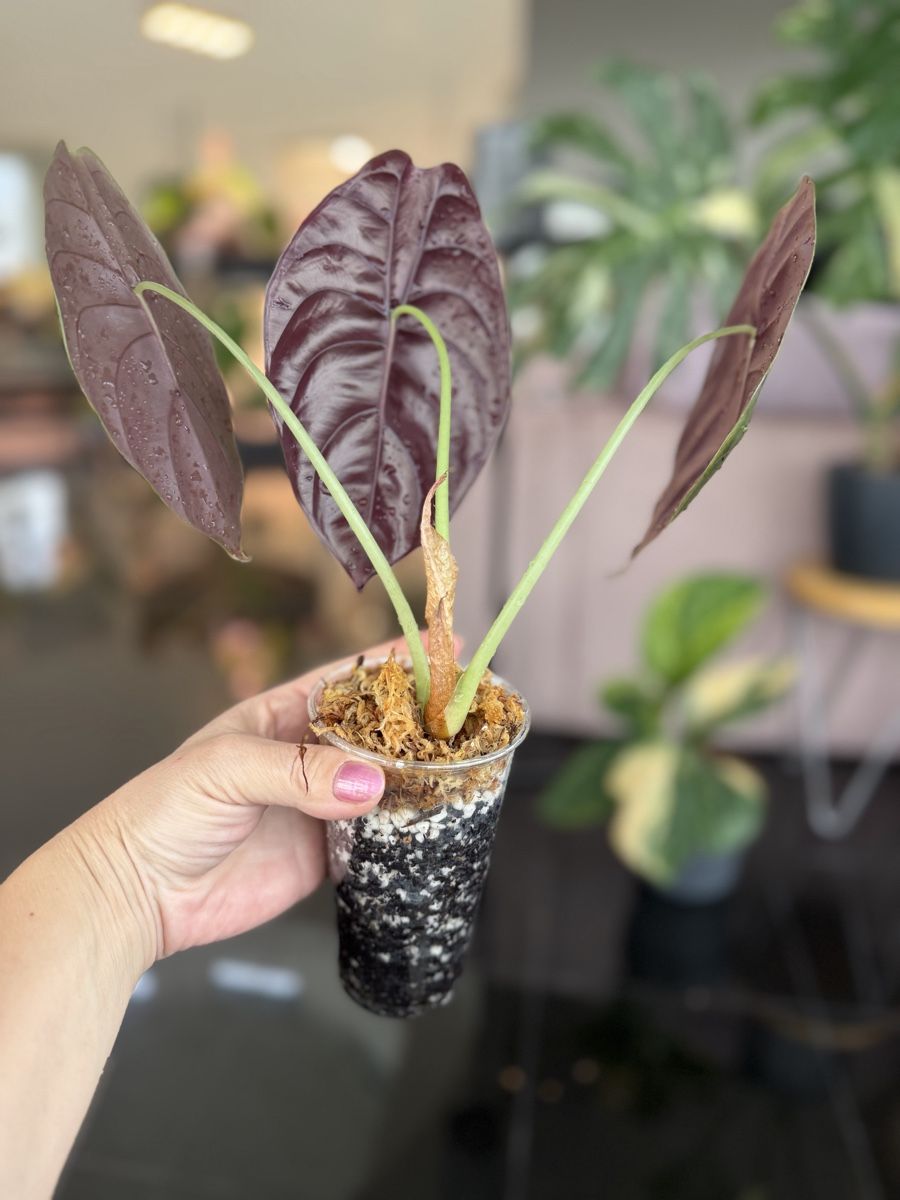 Piante & sementi: Alocasia Cuprea – Nuovo (secondo la descrizione) da Buchrain venduto da Stetoscop 1