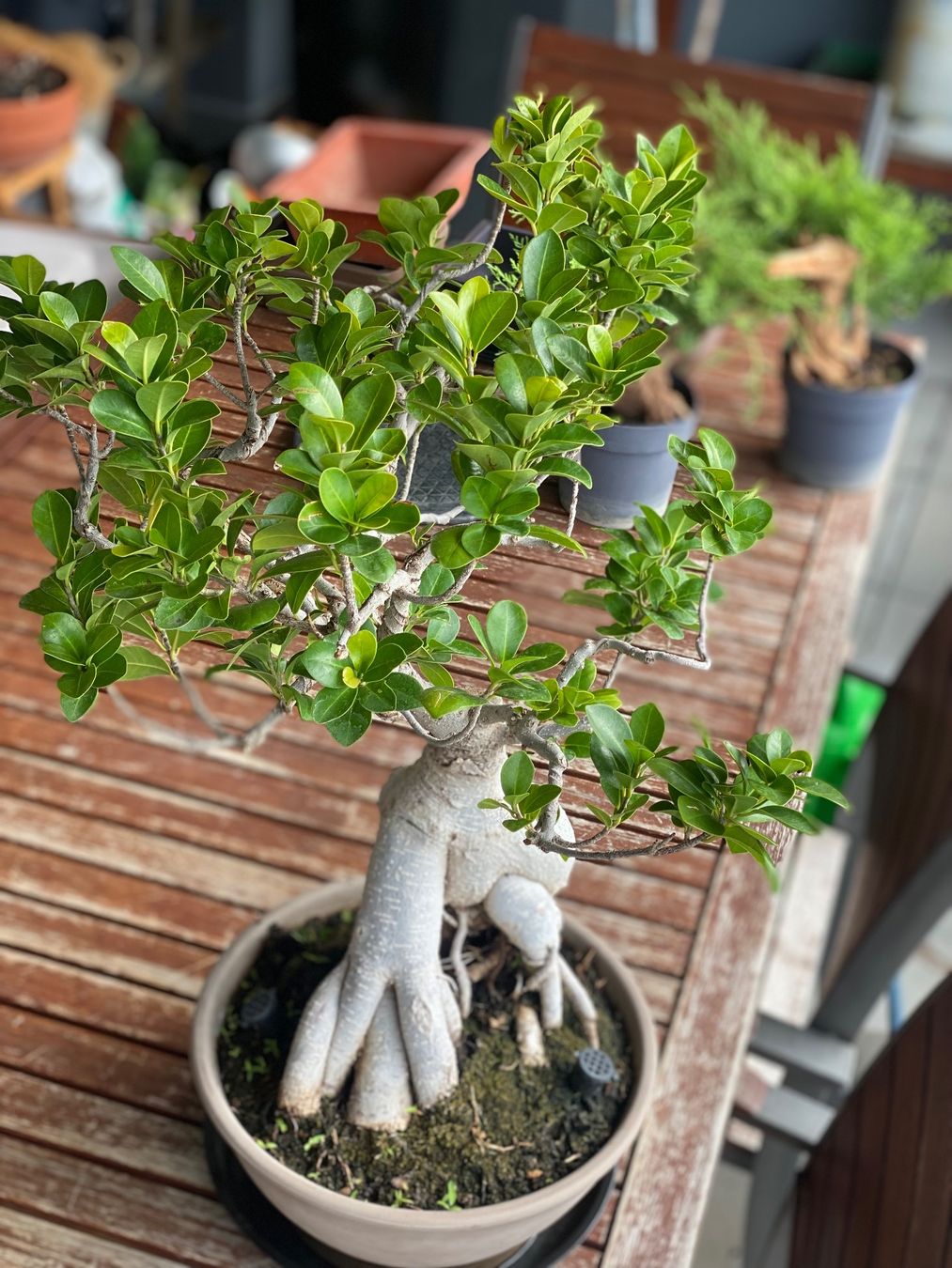 Piante & sementi: Ficus – Usato da Aarau Rohr venduto da Sergiomendez 1