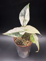 Alocasia Simpo Albo Variegata (1-3)