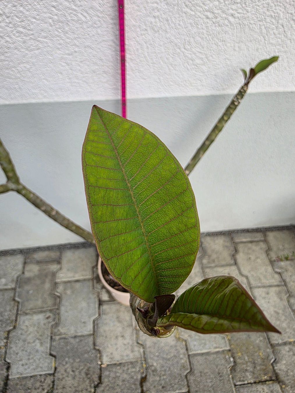 Pflanzen & Samen: Plumeria rubra "Cardinal" / Frangipani / Tempelblume – Neu (gemäss Beschreibung) aus Thalheim von silvara01 6