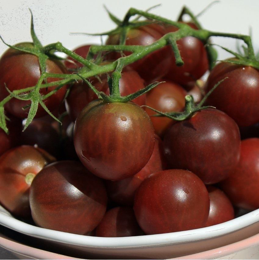 Pflanzen & Samen: 100 Samen TOMATE BLACK CHERRY Alte Sorte – Neu (gemäss Beschreibung) aus Ehrendingen von VerveinaSamen 2