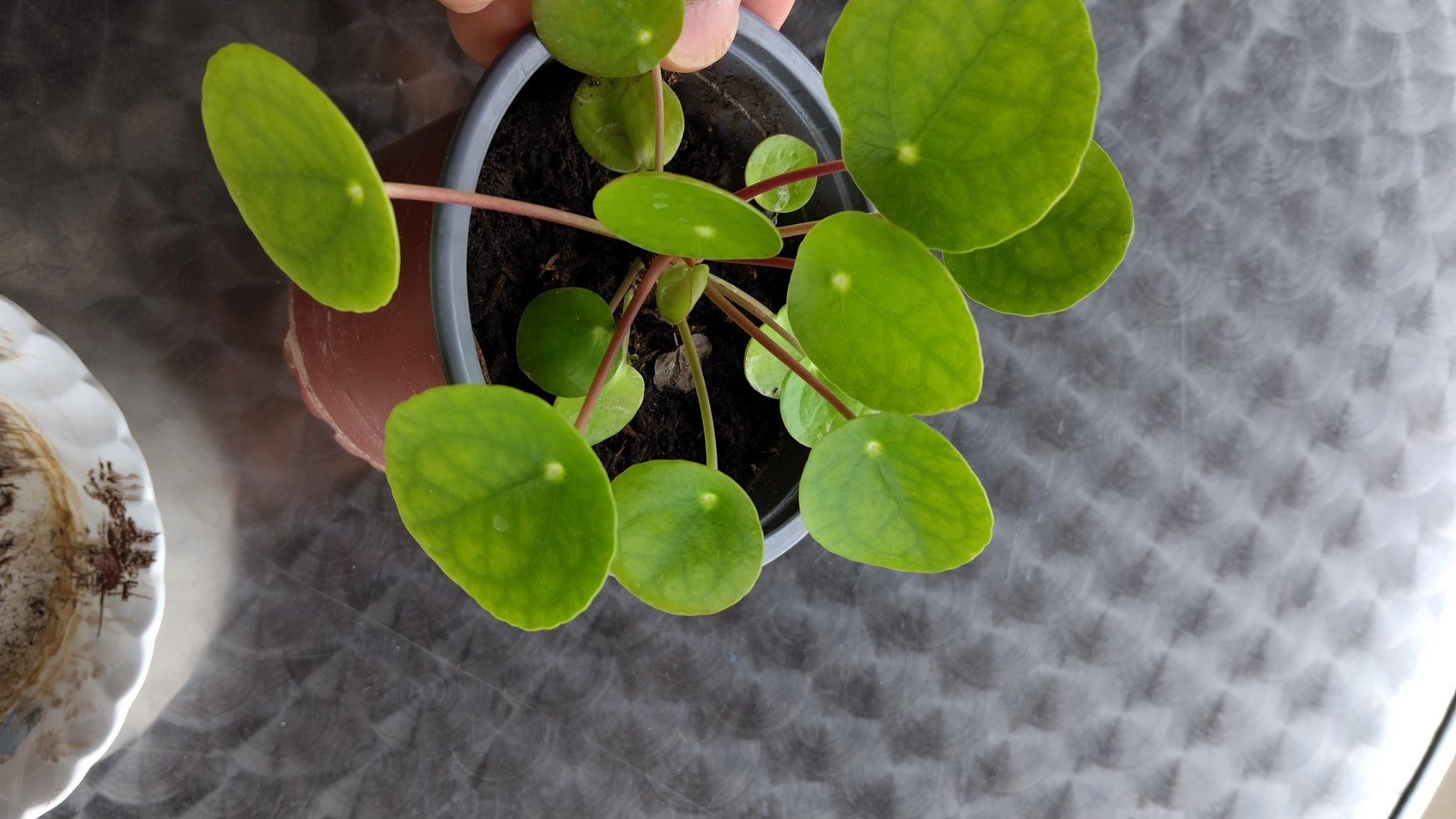 Piante & sementi: UFO Pilea Pflanze. – Usato da Schaffhausen venduto da Brockisky 1