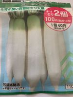 Tomisato RETTICH, Weißer  Rettich  / 10 Samen/ aus Japan