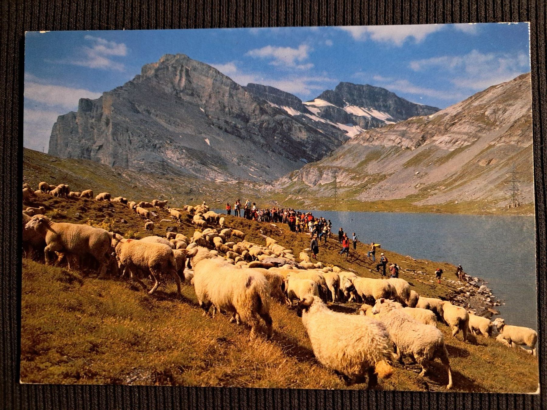 Ansichtskarten: GEMMIPASS  SCHAFHERDE BEIM DAUBENSEE – Gebraucht aus Ponto Valentino von giorgia06