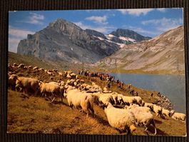 GEMMIPASS  SCHAFHERDE BEIM DAUBENSEE