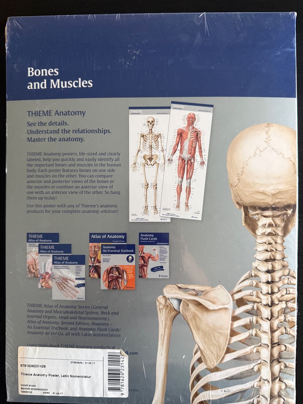 Foto & Immagini: Anatomy Poster von Thieme – Usato da Luzern venduto da oli_gns7 1
