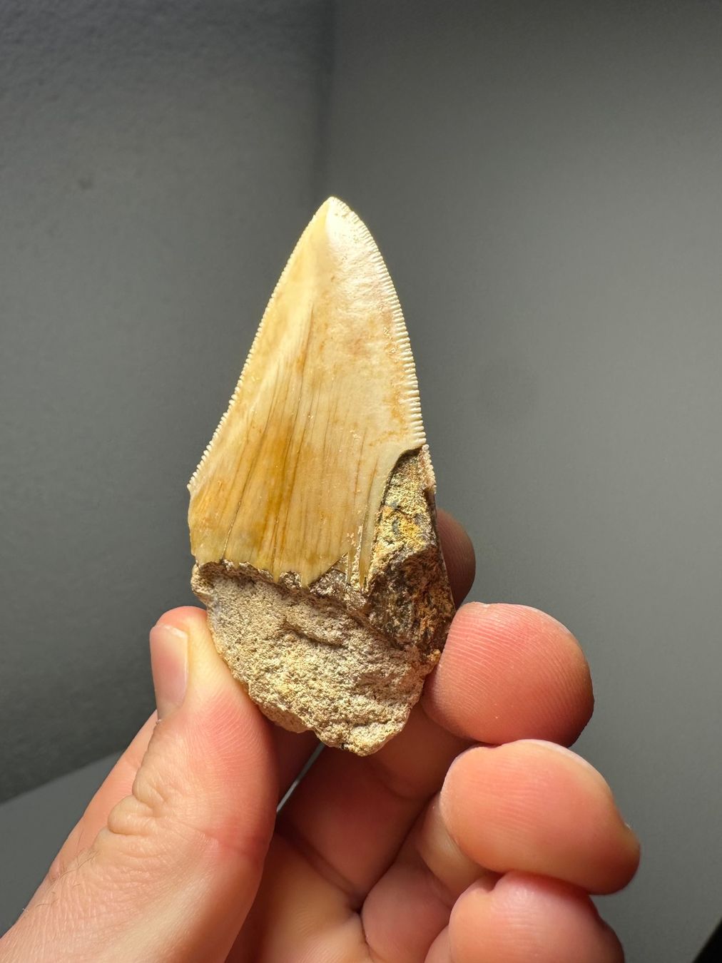 Fossili: Fossiler Megalodon Zahn – Usato da Lutzenberg venduto da CS65 3