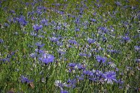 Piante & sementi: 25 Samen , Kornblume Blau – Nuovo (secondo la descrizione) da Eschen venduto da Saemereien24 2