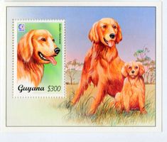 Block "Golden Retriever". Guyana.