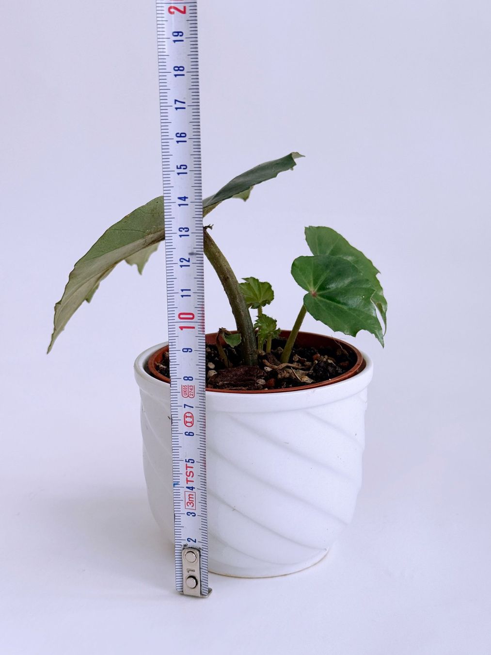Piante & sementi: BEGONIA*PANCAKE***** – Nuovo (secondo la descrizione) da Dübendorf venduto da Orchid18 3