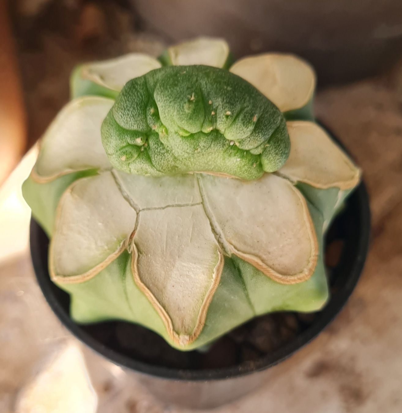 Piante & sementi: Lophophora Diffusa Cristata, veredelt auf Ferocactus – Usato da Basel venduto da fra_h7bq 1