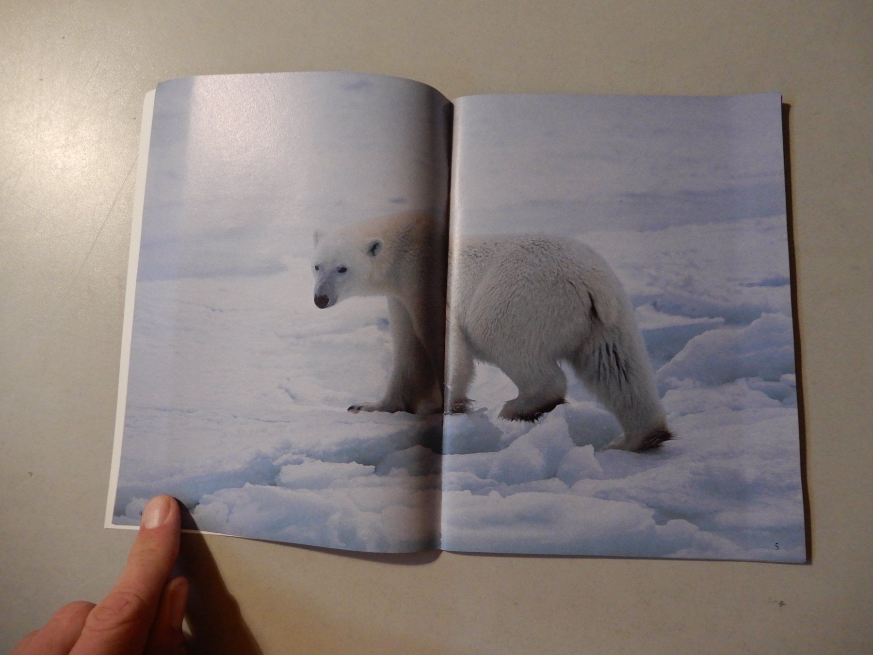 Libri: Makis Gut, Eisbär - Born for Freedom-Kinderbuch,Top! – Usato da Erstfeld venduto da Mario_boe0 2