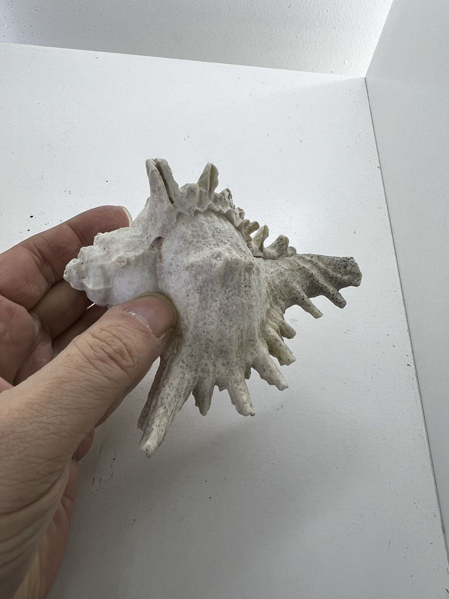 Fossilien: 2 grosse Meeresschnecken Häuser – Gebraucht aus Wettingen von NickInc 5