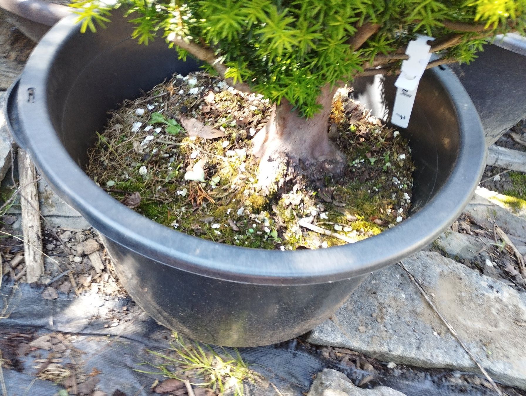 Piante & sementi: Bonsai Rohling Eibe – Usato da Oberwil BL venduto da suaku 9