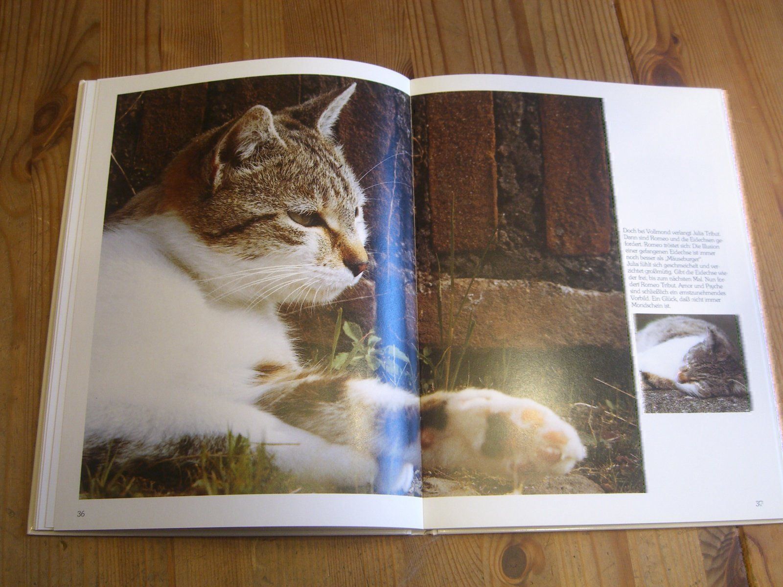 Libri: wunderschönes Katzenbuch "Katz & Co." – Nuovo (secondo la descrizione) da Winterthur venduto da Gaia 7