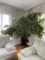 Grosse Zimmerpflanze (Ficus benjamina / Birkenfeige)